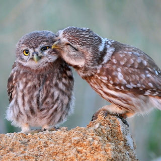 two owls on a rock